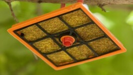 M3 Fruit Fly Bait Station in Tree